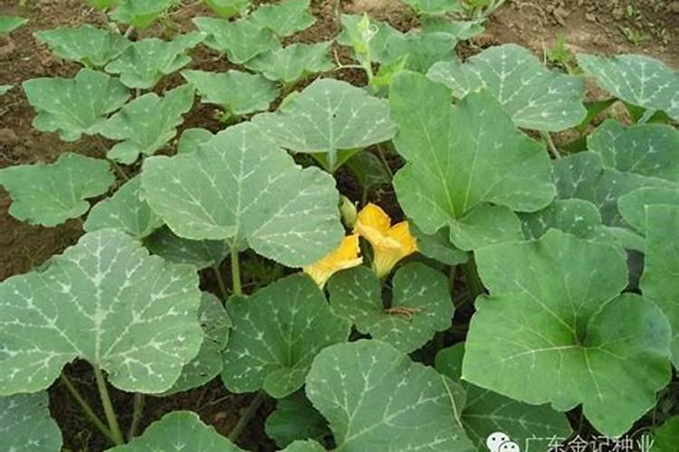 蜜本南瓜种植技术与管理