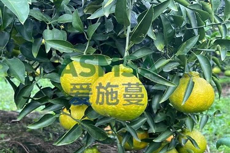 怎样防治柑橘缺硼症？