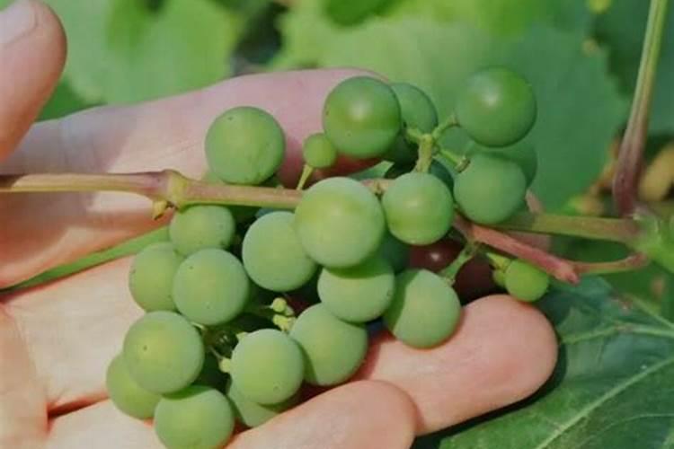 苹果缺钙症状什么时候补钙最快(苹果补钙用什么药)