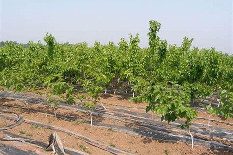 桑树用什么肥料最好