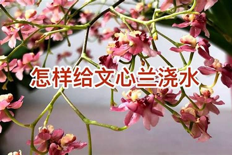 如何养文心兰