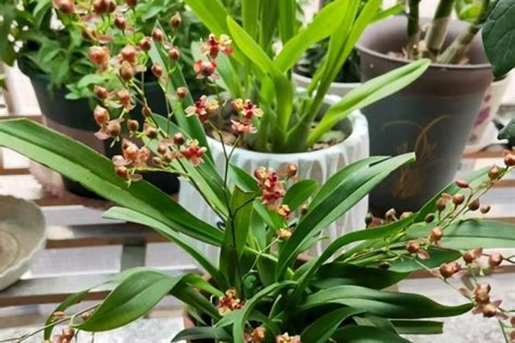 文心兰用水苔还是树皮种