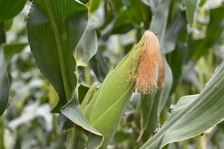 玉米底肥一次性施肥 氮磷钾 各用多少？
