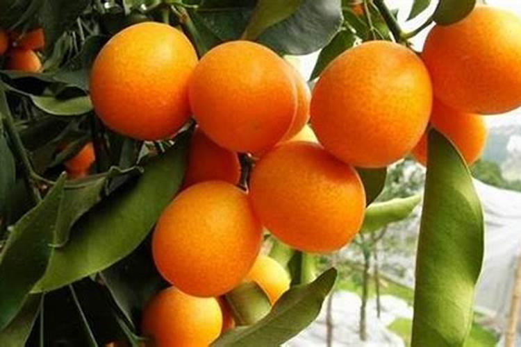 果树施硼肥怎么操作？果树施硼肥有什么用？
