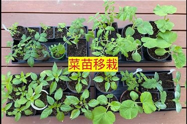 种菜底肥怎样施