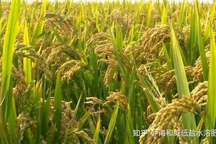 草莓冲什么能增加甜度