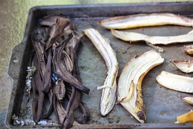 香蕉用什么肥料能快速生长