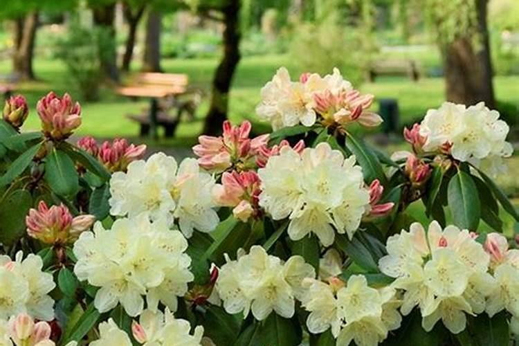 养花施肥太多怎么补救