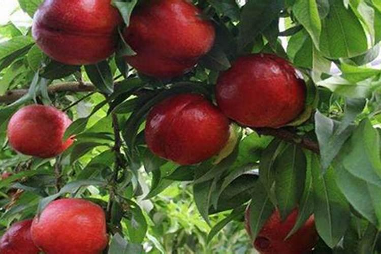 兰花喜什么土壤