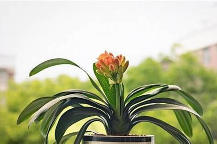 果树促花用什么叶面肥好？