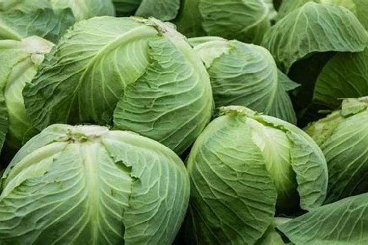 育的花菜白菜包菜苗出土后多少天可打点叶面肥？