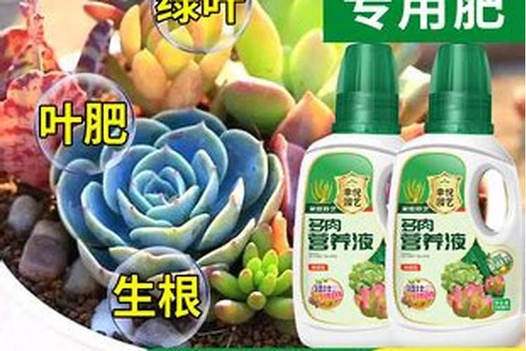 冬天橙梦露怎么浇水 冬天橙梦露如何浇水