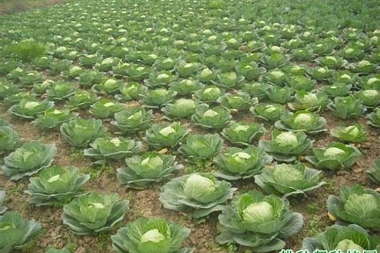 柑橘被霜打了会怎样