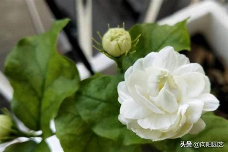 用甲拌磷灌溉后的土地,种上土豆对人体有害吗？