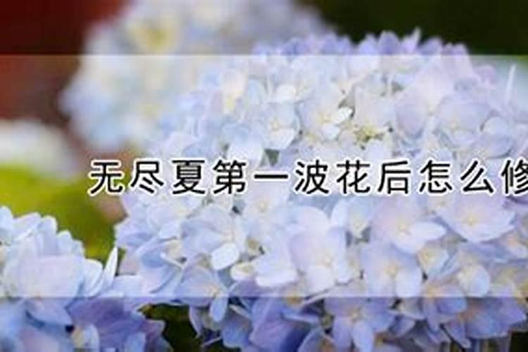 无尽夏用什么肥料