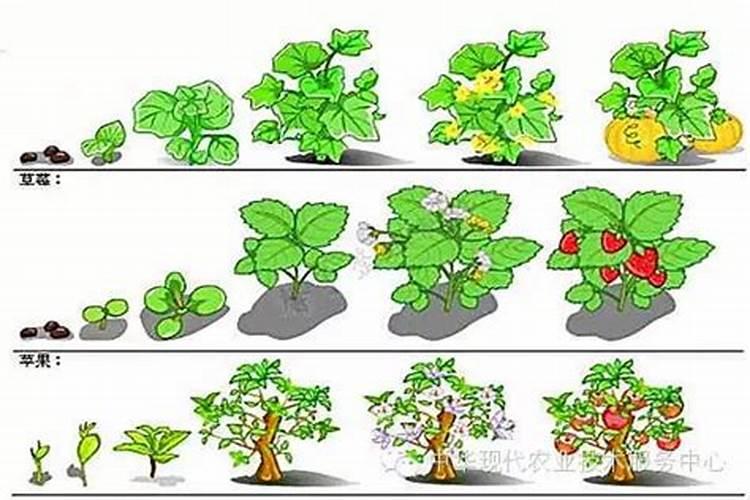 如何促进植物生殖生长