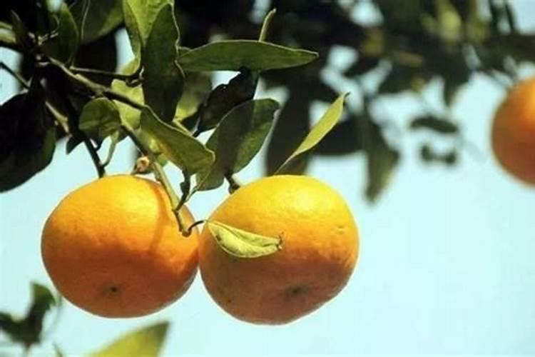 砂糖橘如何施肥 分享种植砂糖橘施肥技术经验