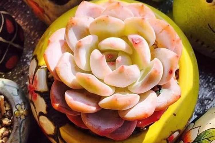 白花韧多肉植物栽培技术施肥的知识有哪些