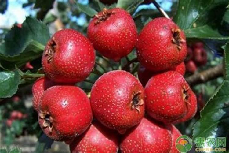 天堂鸟用什么土养好