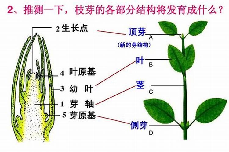 叶面肥是什么肥料