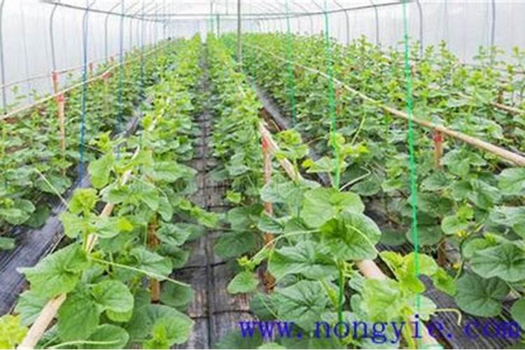 甜瓜定植后管理技术:肥水管理、温度管理等