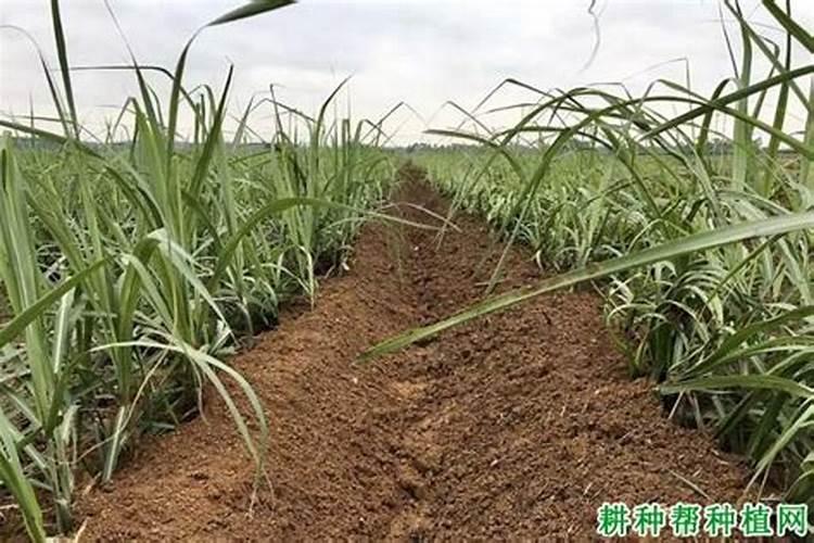 甘蔗黄叶病用什么药效果好 病因及防治方法