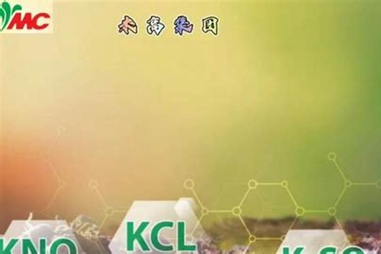 铁皮石斛有烂根的怎么办