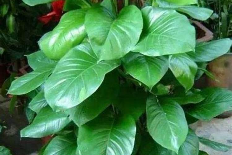 观叶植物施什么肥最好 适合用什么肥料