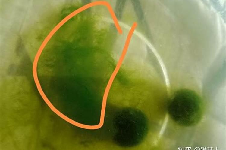海藻球怎么养护炸毛
