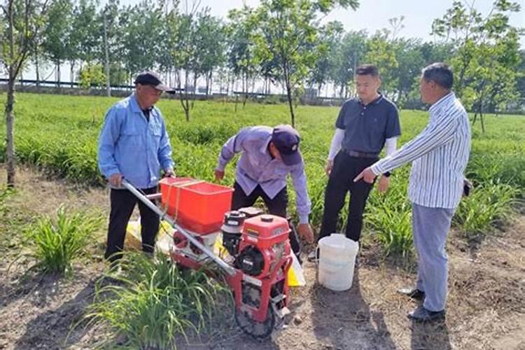 怎样根据黄花菜需肥特点进行施肥？