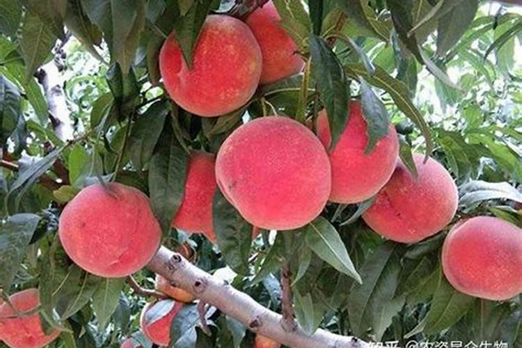 桃子什么时候用钾肥最好