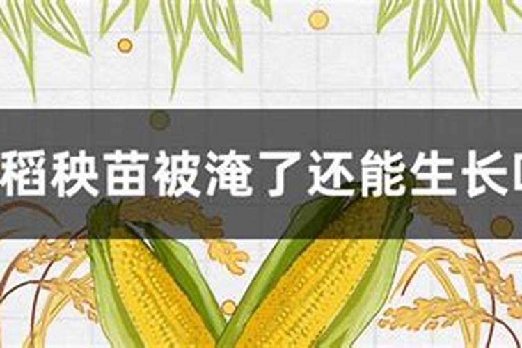 什么叶面肥对水稻最好？了解这些让水稻增产增收!