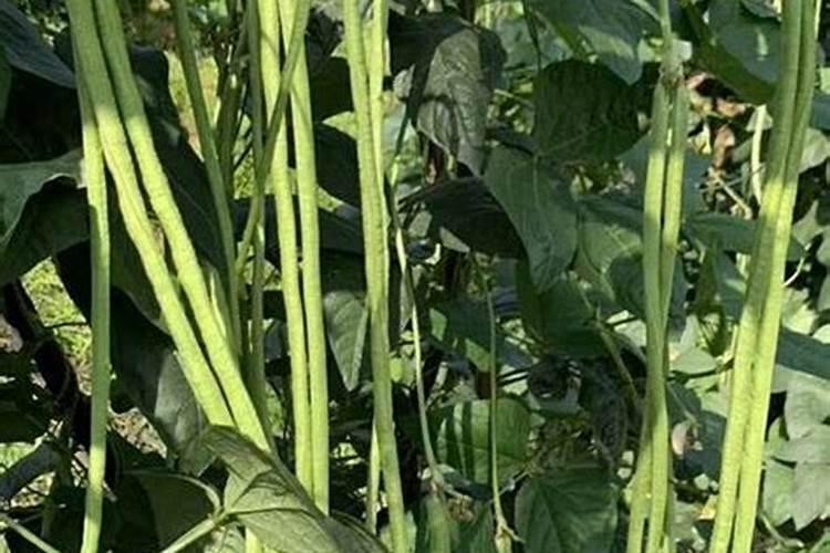 丝袜是怎么做的