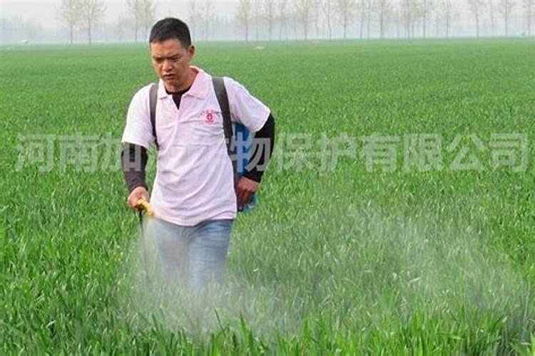 微量元素叶面肥木醋液哪个好