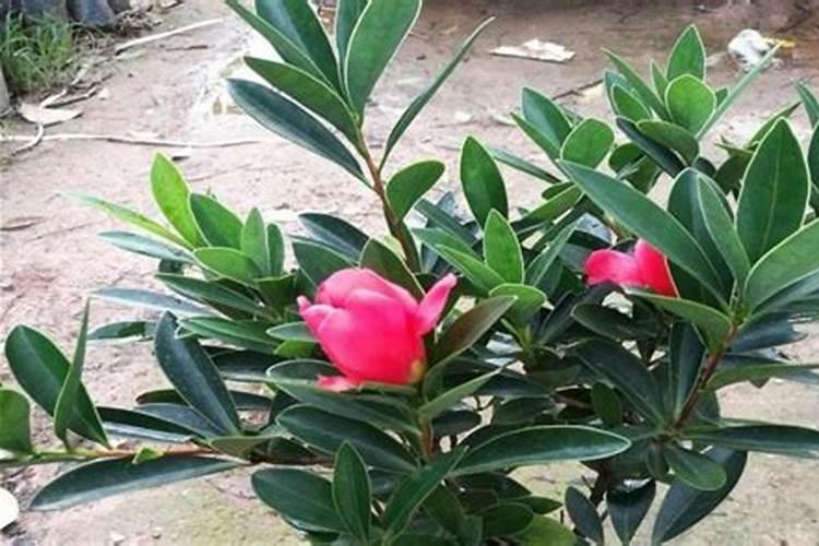 茶花怎么修剪 不能剪得太厉害,乱剪来年真没花看