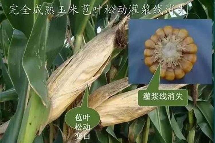 玉米施肥最佳时间
