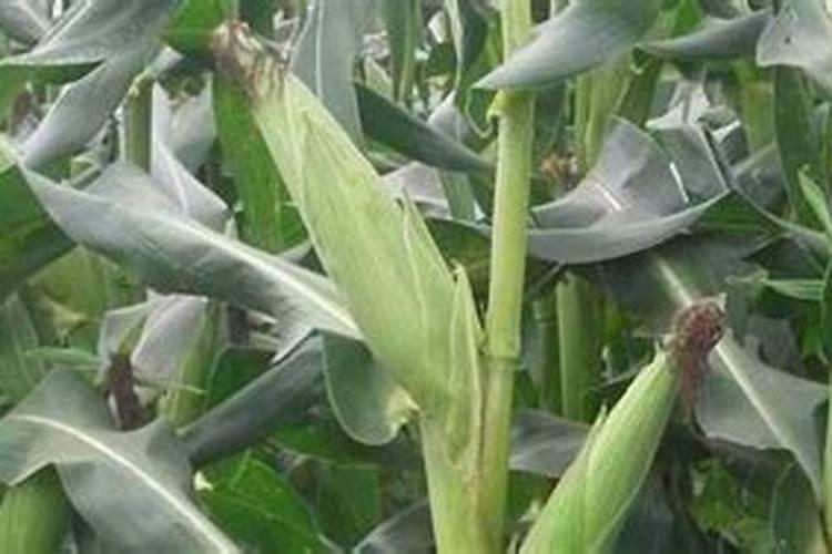玉米什么时候喷施芸苔素 最佳使用时间及方法