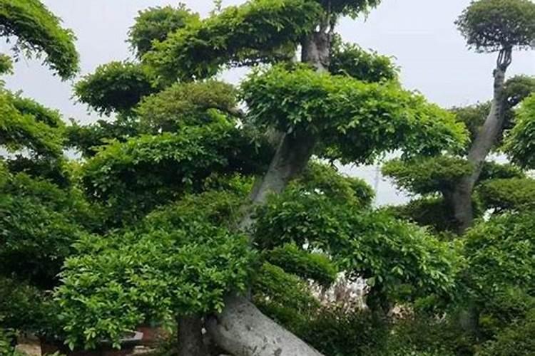 小叶榆树冬天怎么过冬,榆树旅游攻略冬天