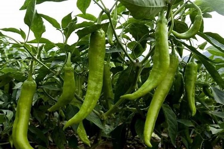 辣椒结果用什么肥料最好