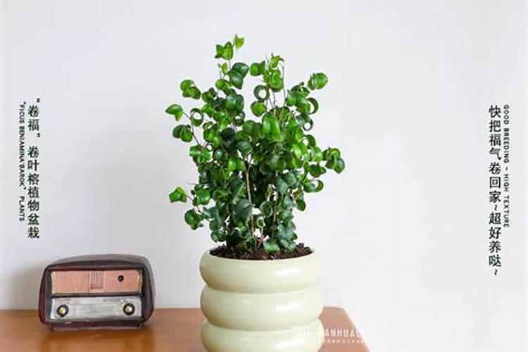 种植沙糖桔应该如何保果？