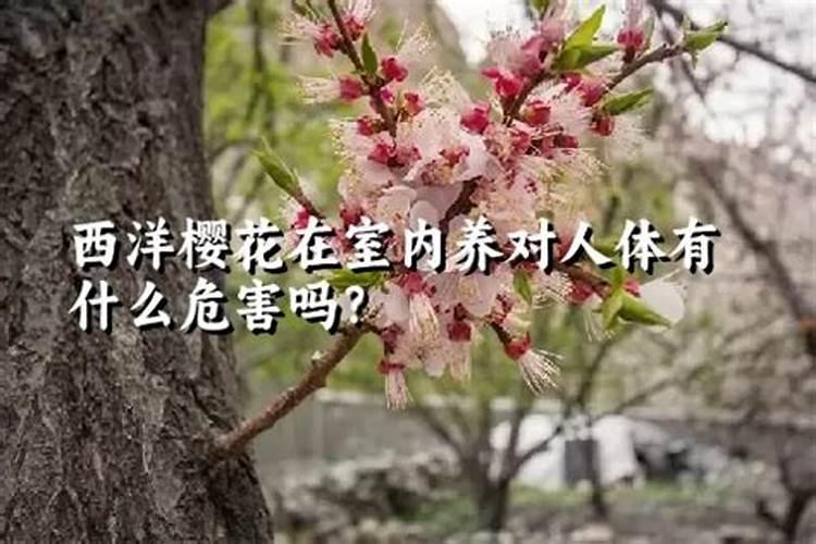 樱花不开花原因有哪些