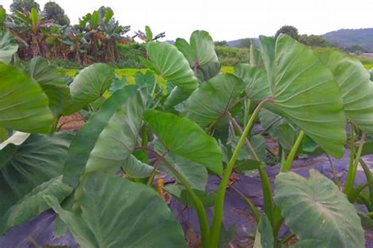 芋头的施肥时间 芋头什么时候施肥