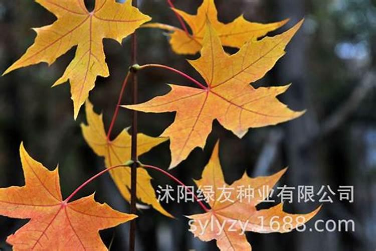 五角枫树怎么管理