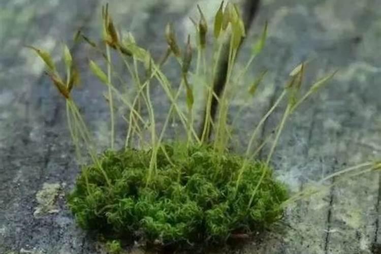 如何用水苔栽种蝴蝶兰长势良好 怎样用水苔栽种蝴蝶兰长势良好