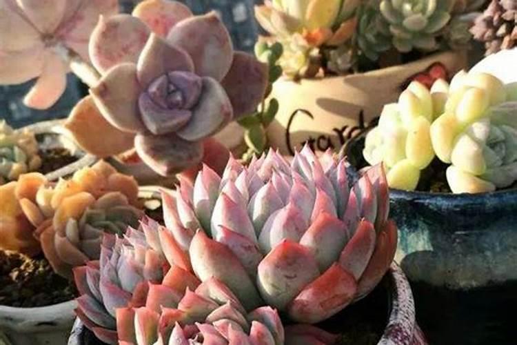 菠萝蜜树应该施什么肥