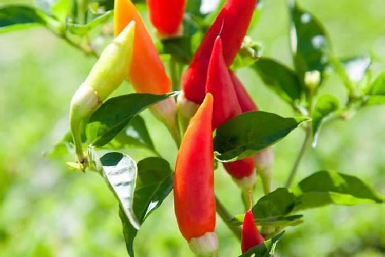 辣椒结果期几天喷一次叶面肥？