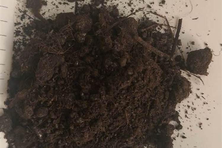 新种桃树冬天用浇水吗
