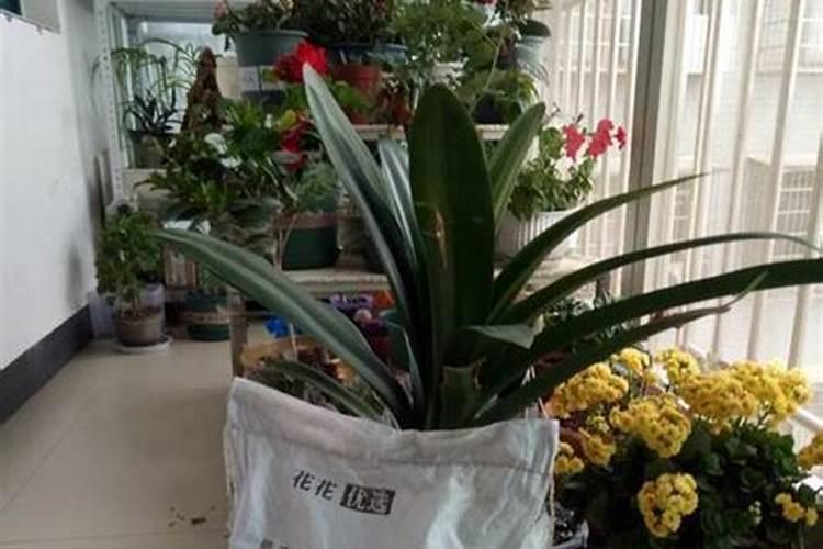 硫酸钾肥料适合种什么