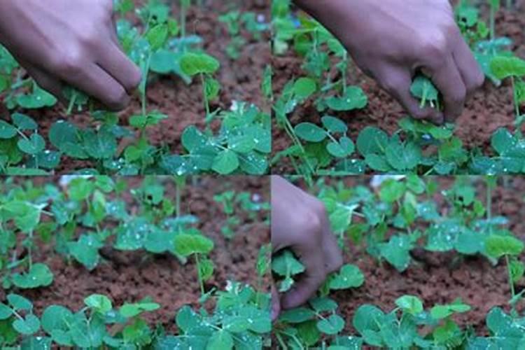 大蒜种植是先扣薄膜还是先浇水 种大蒜不盖地膜行吗