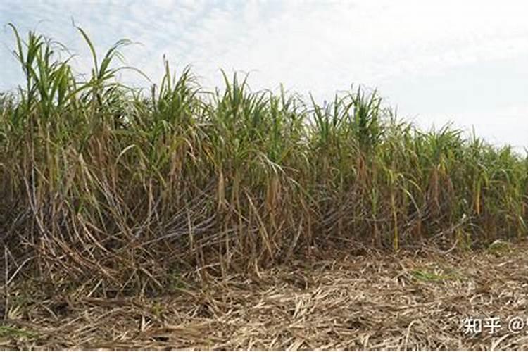 韭菜要经常浇水吗